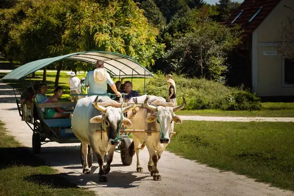 Ox cart ride_sm